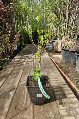 Гортензия метельчатая Строуберри Блоссом (Strawberry Blossom)