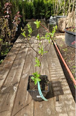 Гортензия метельчатая Строуберри Блоссом (Strawberry Blossom)