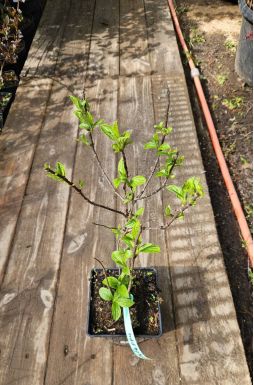 Гортензия метельчатая Строуберри Блоссом (Strawberry Blossom)