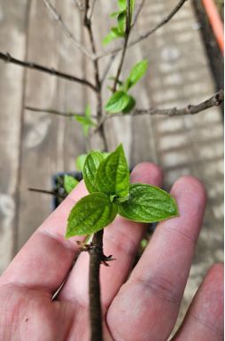Гортензия метельчатая Строуберри Блоссом (Strawberry Blossom)
