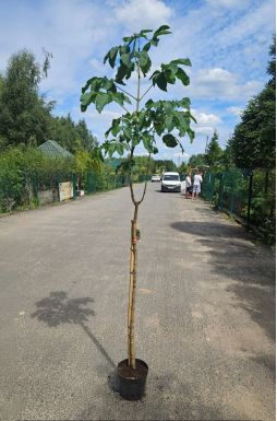 Каштан конский розовый Бриотти (Briottii)