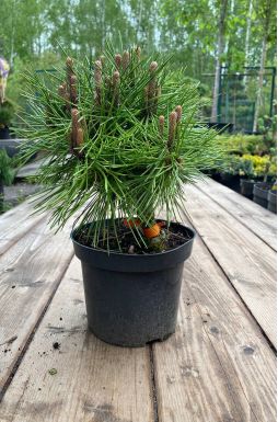 Сосна густоцветковая Джейн Клуис (Jane Kluis)