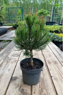 Сосна горная Лаурин (Laurin)