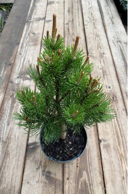 Сосна горная Лаурин (Laurin)