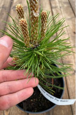 Сосна горная Поль Малетер (Pal Maleter)