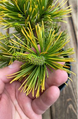 Сосна горная Швейцер Турист (Schweitzer Tourist)