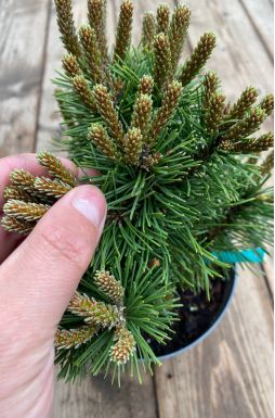 Сосна горная Тенни (Teeny)