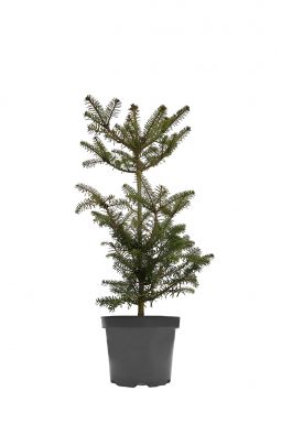 Пихта корейская