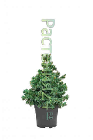 Пихта субальпийская Грин Глоб (Green Globe)