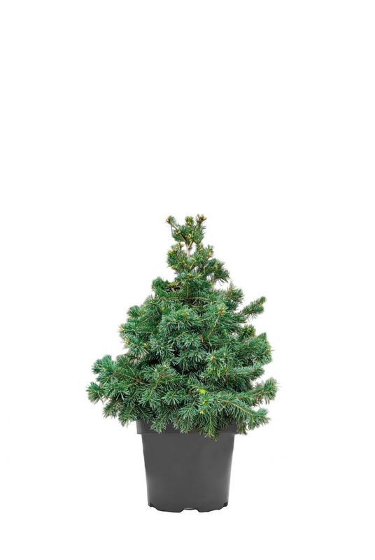 Пихта субальпийская Грин Глоб (Green Globe)