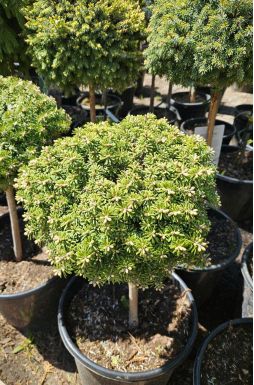 Пихта корейская Кристалкюгел на штамбе (Kristallkugel Ра)