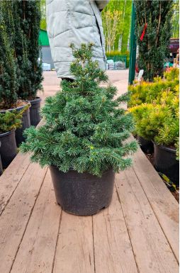 Пихта субальпийская Грин Глоб (Green Globe)