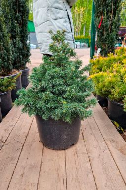 Пихта субальпийская Грин Глоб (Green Globe) - фото №1