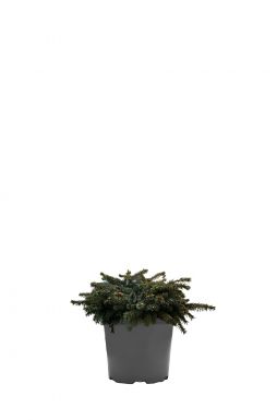 Ель колючая Соня (Sonia)