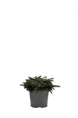 Ель колючая Соня (Sonia)