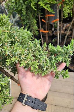 Можжевельник прибрежный Эмеральд Сиа на штамбе (Emerald sea Pa)