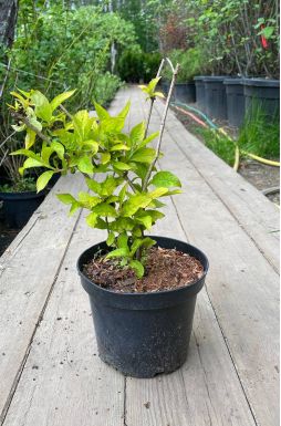 Вейгела Бриан Рубидор Олимпиада (Briant Rubidor Olympiade)