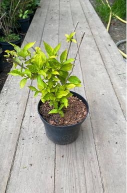 Вейгела Бриан Рубидор Олимпиада (Briant Rubidor Olympiade)