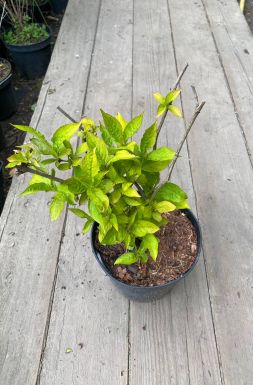 Вейгела Бриан Рубидор Олимпиада (Briant Rubidor Olympiade)