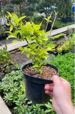 Вейгела Бриан Рубидор Олимпиада (Briant Rubidor Olympiade)