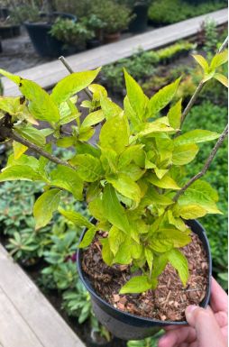 Вейгела Бриан Рубидор Олимпиада (Briant Rubidor Olympiade)