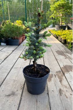 Ель колючая Хото (Hoto)