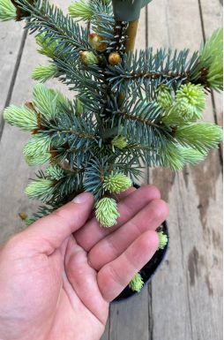 Ель колючая Хото (Hoto)