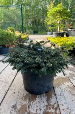 Ель колючая Соня (Sonia)