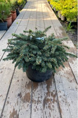 Ель колючая Соня (Sonia)