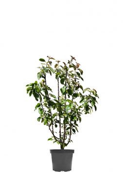 Яблоня Ред Харт (Red Heart)