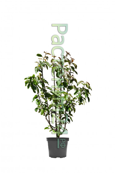 Яблоня Ред Харт (Red Heart)