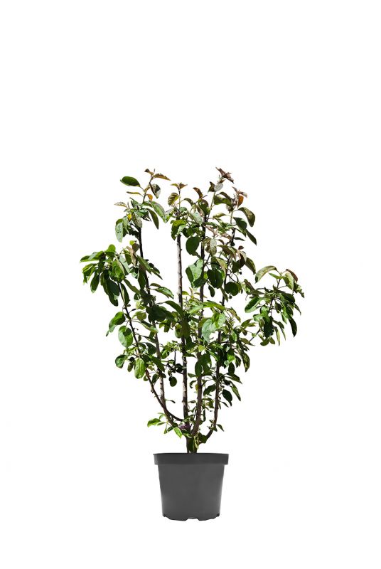 Яблоня Ред Харт (Red Heart)