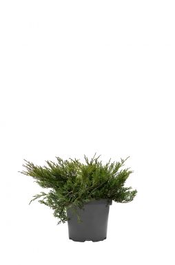 Можжевельник горизонтальный Андорра Компакт (Andorra compacta)