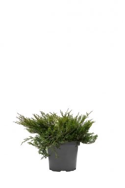 Можжевельник горизонтальный Андорра Компакт (Andorra compacta)