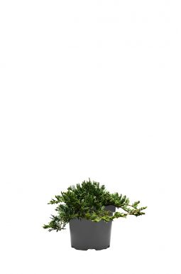 Можжевельник горизонтальный Глаука (Glauca)