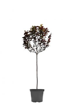 Слива декоративная Писарди (Pisardi)