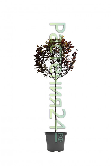 Слива декоративная Писарди (Pisardi)