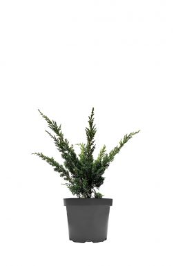 Можжевельник китайский Блаув (Blaauw)