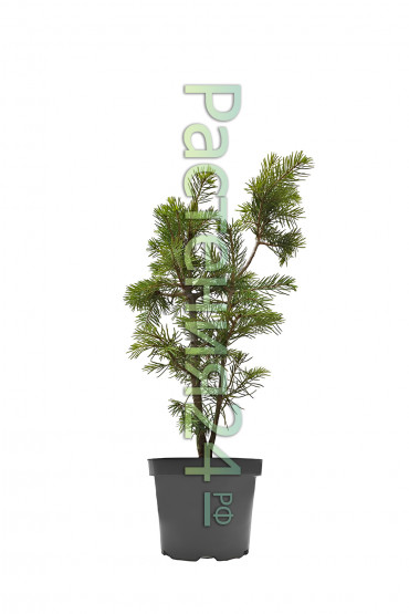 Пихта одноцветная