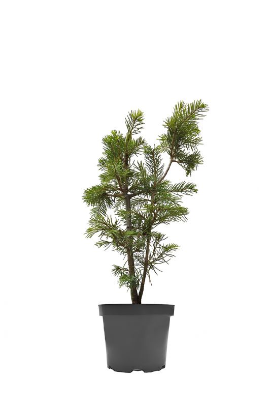 Пихта одноцветная