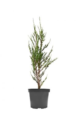 Можжевельник скальный Скайрокет (Skyrocket)