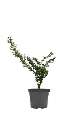 Барбарис тунберга Келлерис (Kelleriis)