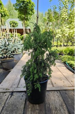 Можжевельник обыкновенный Хорстманн (Horstmann)