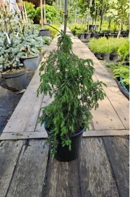 Можжевельник обыкновенный Хорстманн (Horstmann)