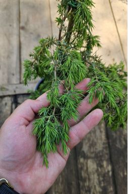 Можжевельник обыкновенный Хорстманн (Horstmann)