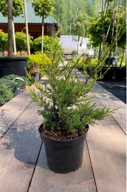 Можжевельник китайский Куривао Голд (Kuriwao gold)