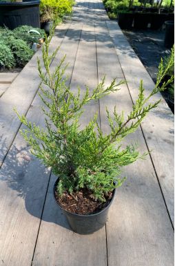 Можжевельник китайский Куривао Голд (Kuriwao gold)