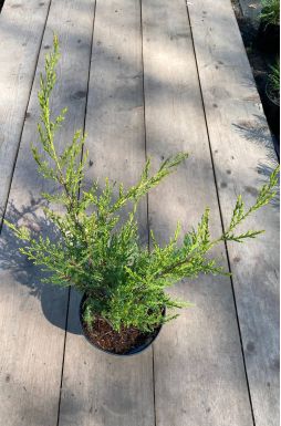 Можжевельник китайский Куривао Голд (Kuriwao gold)