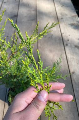 Можжевельник китайский Куривао Голд (Kuriwao gold)