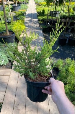 Можжевельник китайский Куривао Голд (Kuriwao gold)